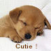 Cute Puppy - cute-puppies icon