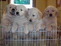 Cute Puppy - puppies photo