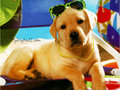 puppies - Cute Puppy wallpaper