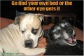 Funny !! - dogs photo