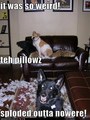 Funny !! - dogs photo