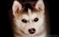 puppies - Husky Puppy wallpaper