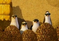 penguins-of-madagascar - Kaboom :D screencap