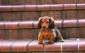 puppies - Lovely Dog wallpaper wallpaper