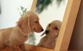 puppies - Lovely Dog wallpaper wallpaper
