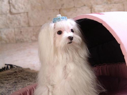  Maltese कुत्ता वॉलपेपर