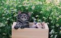 Pretty Kittens in yard - kittens wallpaper