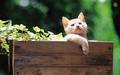 kittens - Pretty Kittens in yard wallpaper