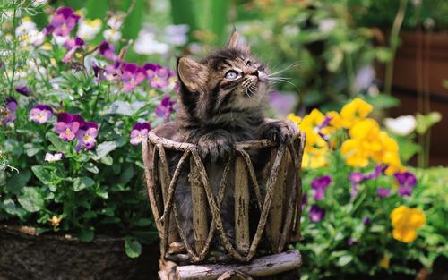  Pretty 小猫 in yard