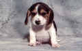 puppies - Puppy Hound wallpaper