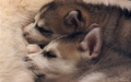 puppies - Siberian Husky Puppies wallpaper