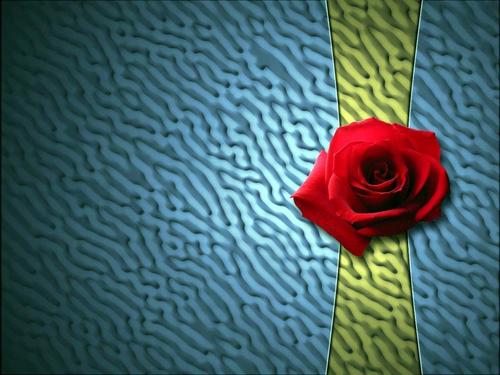  The Rose of प्यार