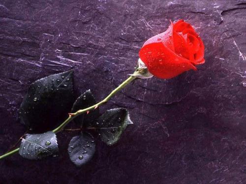  The Rose of Любовь