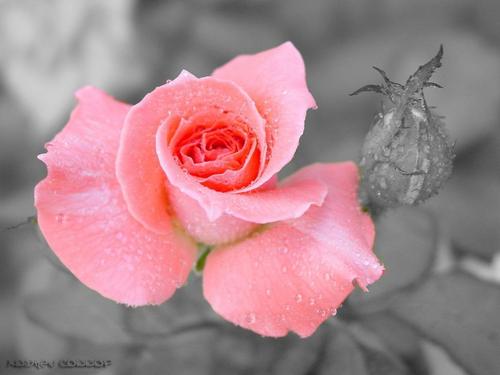  The Rose of tình yêu