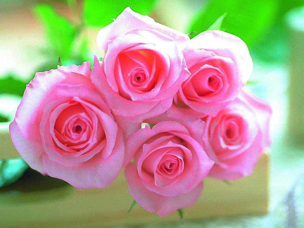 The Rose of Love - Roses Wallpaper (13967064) - Fanpop