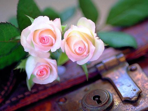  The Rose of 사랑