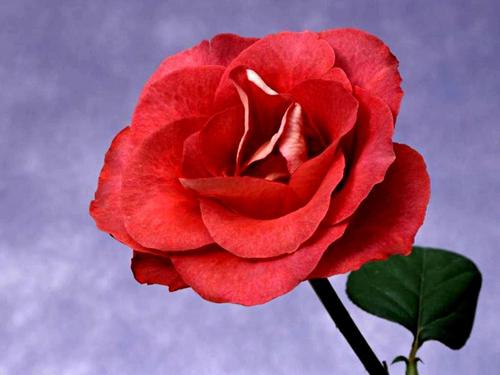  The Rose of amor