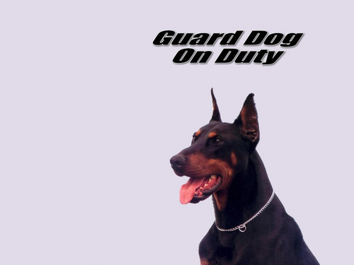  guard dog on duty