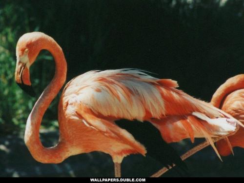 fenicottero, flamingo