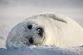 Seal Wallpaper - the-animal-kingdom photo