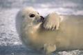 Seal Wallpaper - the-animal-kingdom photo