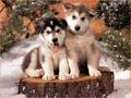 So Sweet :) - dogs photo