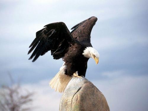  The Eagle