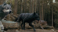 Wolfpack - twilight-series photo