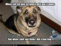 lol....dogs - dogs photo