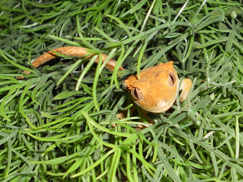  6 tháng old crested con tắc kè, gecko flame trái cam, màu da cam morph female