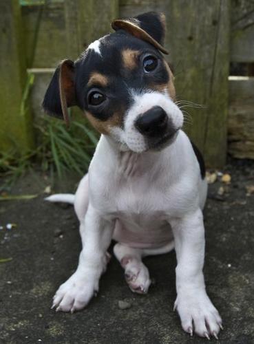 Jack Russell :)