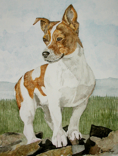  Jack Russell
