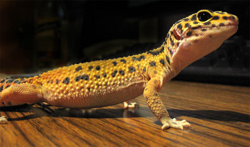 Leopard Gecko's! < 3
