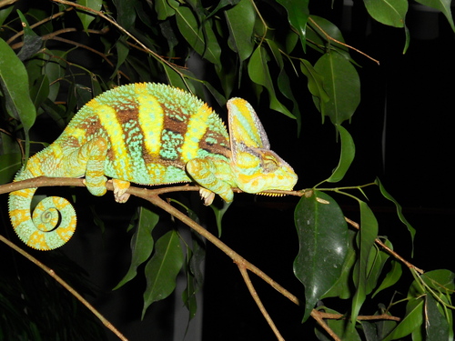  Picasso; 4 Monat old Veiled Chameleon