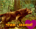 Team Jacob!  - jacob-black photo