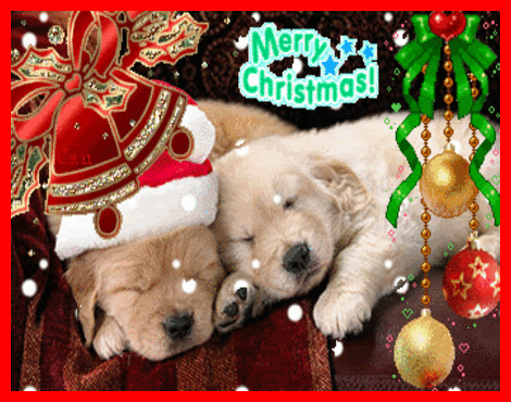 Christmas Dog - Christmas Photo (14220117) - Fanpop