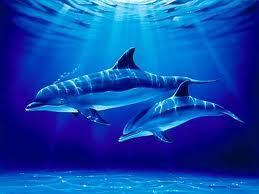 Blue Dolphin
