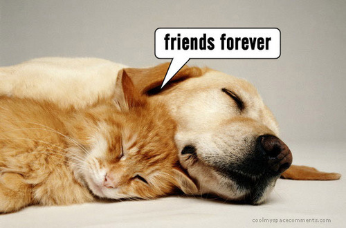  Những người bạn forever