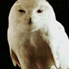  Hedwig