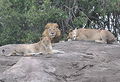 Lions and Lionesses - lions photo