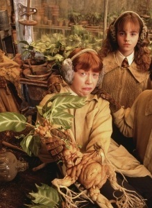 Romione - Harry Potter & The Chamber Of Secrets - Promotional Photos 