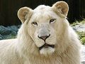White Lion - lions photo