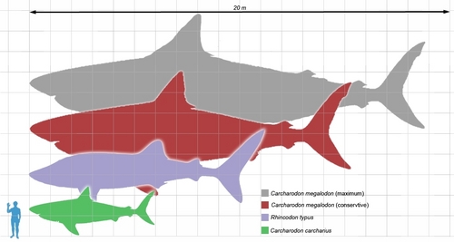  Megalodon scale