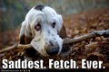 Saddest Fetch Ever :( - dogs photo