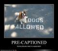 lol...dogs - dogs photo