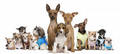 A Group of small dogs - all-small-dogs photo