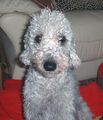 Bedlington Terrier - all-small-dogs photo