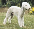 Bedlington Terrier - all-small-dogs photo