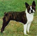 Boston Terrier - all-small-dogs photo