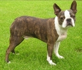 Boston Terrier - all-small-dogs photo